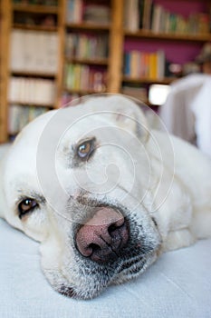 Spanish Mastiff lying on sofa with library on background