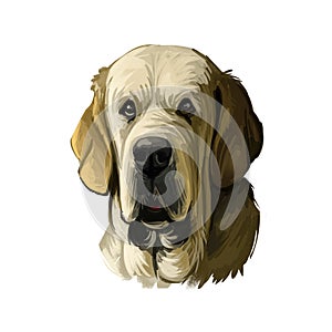 Spanish Mastiff Mastin espanol de campo y trabajo digital art. Watercolor portrait closeup of pet muzzle originated from Spain photo