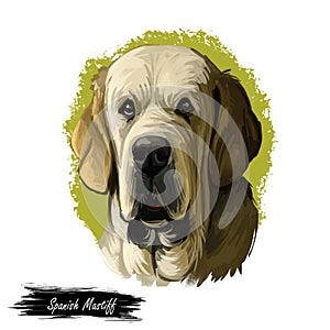 Spanish Mastiff Mastin espanol de campo y trabajo digital art. Watercolor portrait closeup of pet muzzle originated from