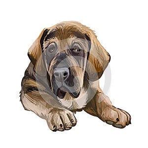 Spanish Mastiff Mastin espanol de campo y trabajo digital art. Watercolor portrait closeup of pet muzzle originated from Spain