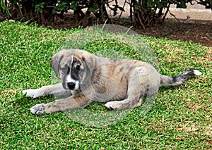 Spanish mastiff puppy - Dog Breed photo
