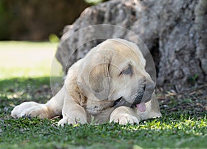 Spanish Mastiffs puppy lying on the grass