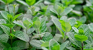 Spanish or Mexican mint, country borage herbs grown at greenhouse