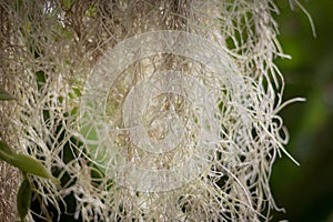 Spanish moss