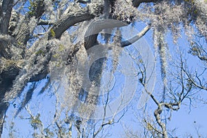 Spanish moss