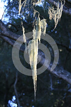 Spanish Moss