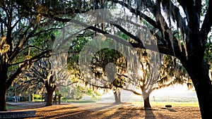 Spanish Moss