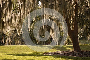 Spanish moss