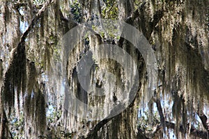 Spanish Moss