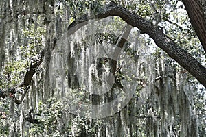 Spanish Moss photo