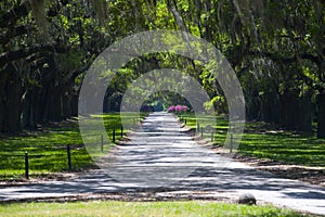 Spanish Moss Alley