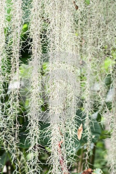 Spanish Moss background (Tillandsia usneoides)