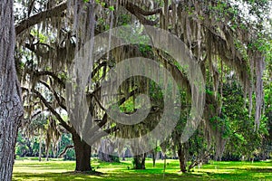 Spanish Moss Backlit in Trees