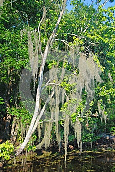 Spanish Moss in the Bayou