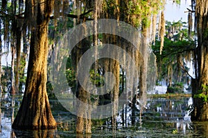 Spanish moss in the Bayou