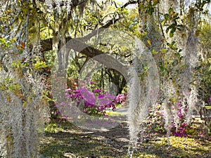 Spanish Moss in beautiful garden with azaleas flowers blooming under oak tree.