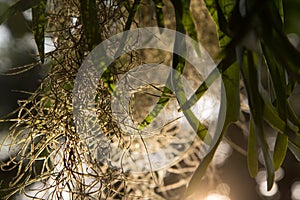 Spanish moss, Beautiful nature background at sunset