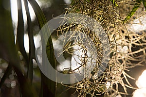 Spanish moss, Beautiful nature background at sunset