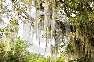Spanish Moss Covered Tree in Florida