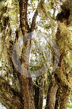 Spanish Moss Covered Tree in Florida