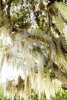 Spanish Moss Covered Tree in Florida