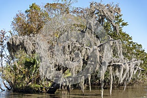 Spanish Moss covering a tree in Jean Lafitte bayou