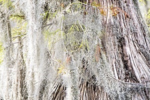 Spanish Moss curtains hanging on Cypress tree buttress in the Okefenokee Swamp Georgia