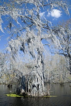 Spanish Moss in Cypress Swamp