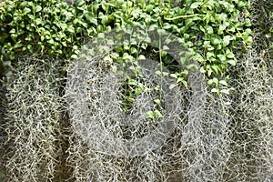 Spanish Moss or dendropogon usneoides plant / Tillandsia usneoides