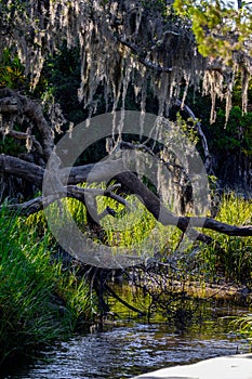 spanish moss on driftwood hanging over saltwater marsh and grassy reeds