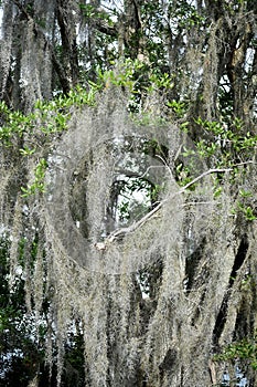 Spanish Moss Dripping from Trees in the Bayou
