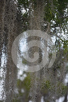 Spanish Moss Dripping from Trees in Southern Louisiana