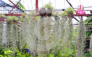 Spanish moss flower plant or tillandsia usneoides and silver vase hanging on dry coconut in garden natural outdoor backdround