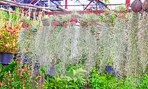 Spanish moss flower plant or tillandsia usneoides and silver vase hanging in garden natural outdoor backdround