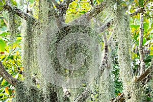 Spanish moss in the garden, Selective focus, Abstract pattern background