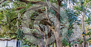 Spanish Moss on Giant Live Oak Trees at Forsythe Park