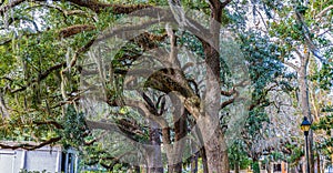 Spanish Moss on Giant Live Oak Trees at Forsythe Park photo