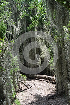 Spanish Moss growing freely among trees photo