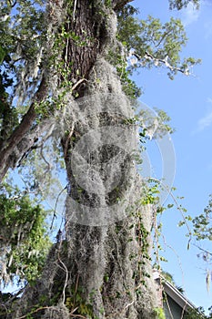 Spanish moss grows upon large trees