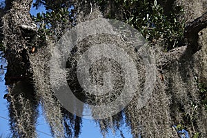 Spanish moss grows upon large trees