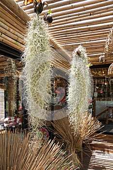 Spanish moss hanging from coconut husks for decoration