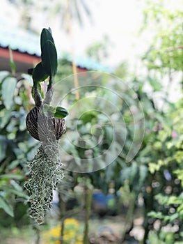 `Spanish moss hanging from a coconut shell on green background.  `