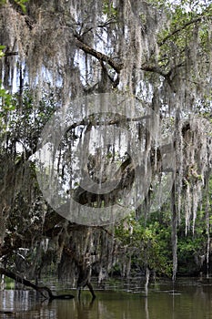 Spanish Moss Hanging Down on a Dead Tree