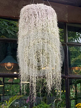 Spanish moss hanging down from the tree.