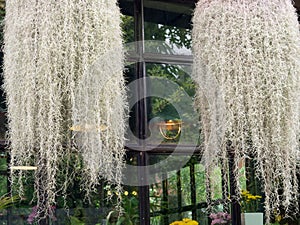 Spanish moss hanging down from the tree.