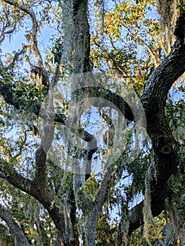 Spanish Moss hanging from a live oak at the beach in the deep south