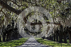 Spanish moss hanging from live oak trees, driveway