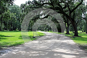 Spanish Moss Hanging from Trees along a Road photo