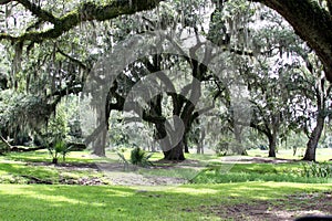 Spanish Moss Hanging from Trees photo