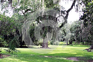 Spanish Moss Hanging from Large Live Oak Tree photo